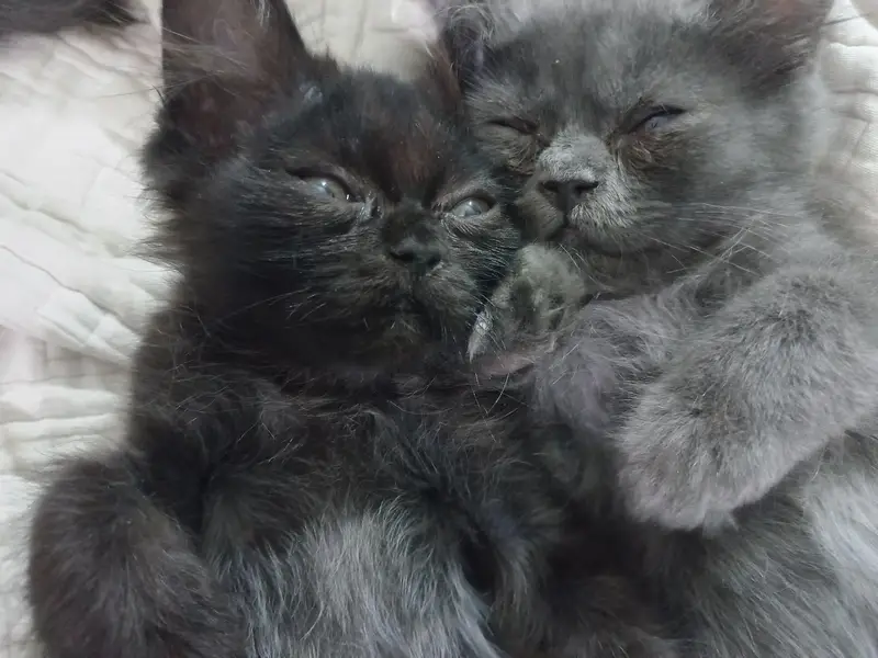3 triple coated persian kittens — photo 8