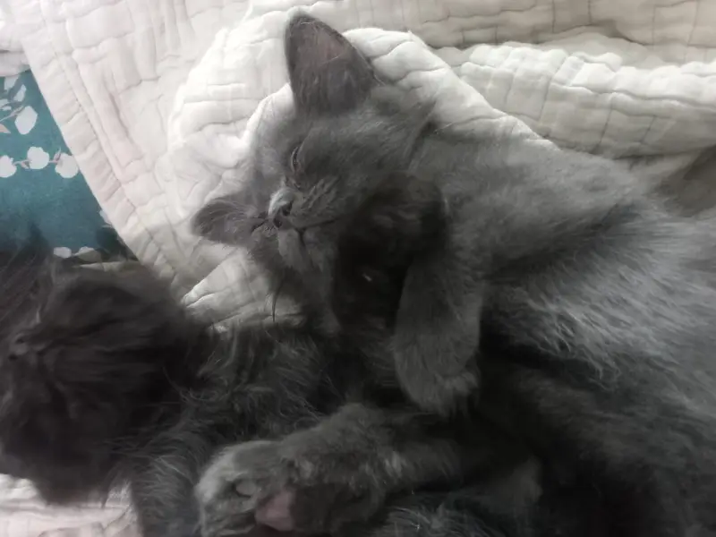 3 triple coated persian kittens — photo 9