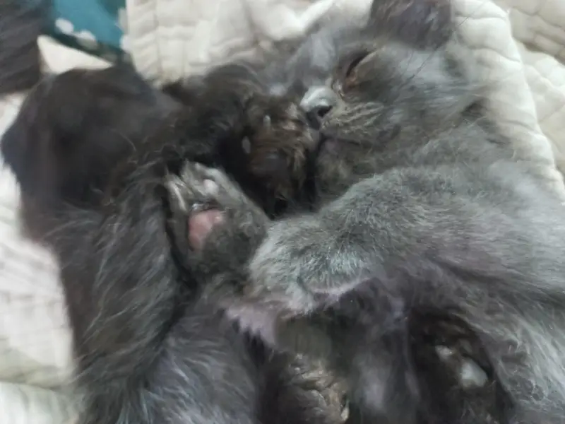 3 triple coated persian kittens — photo 10