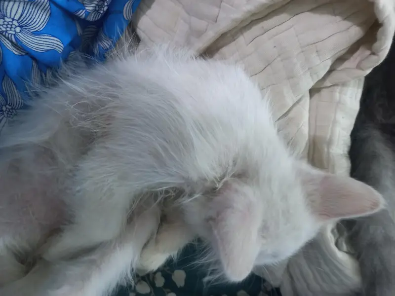 3 triple coated persian kittens — photo 11