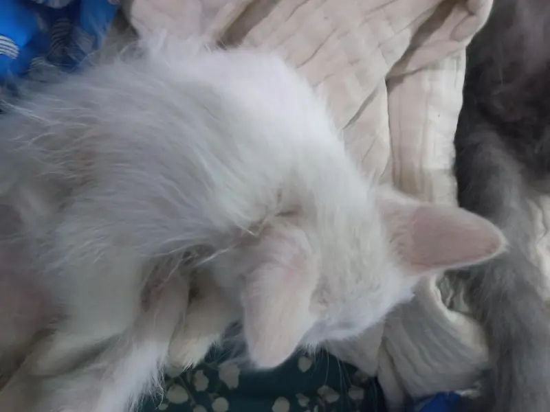 3 triple coated persian kittens — photo 12