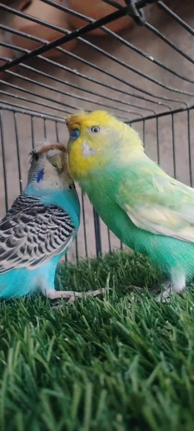 rainbow budgie. and  finches