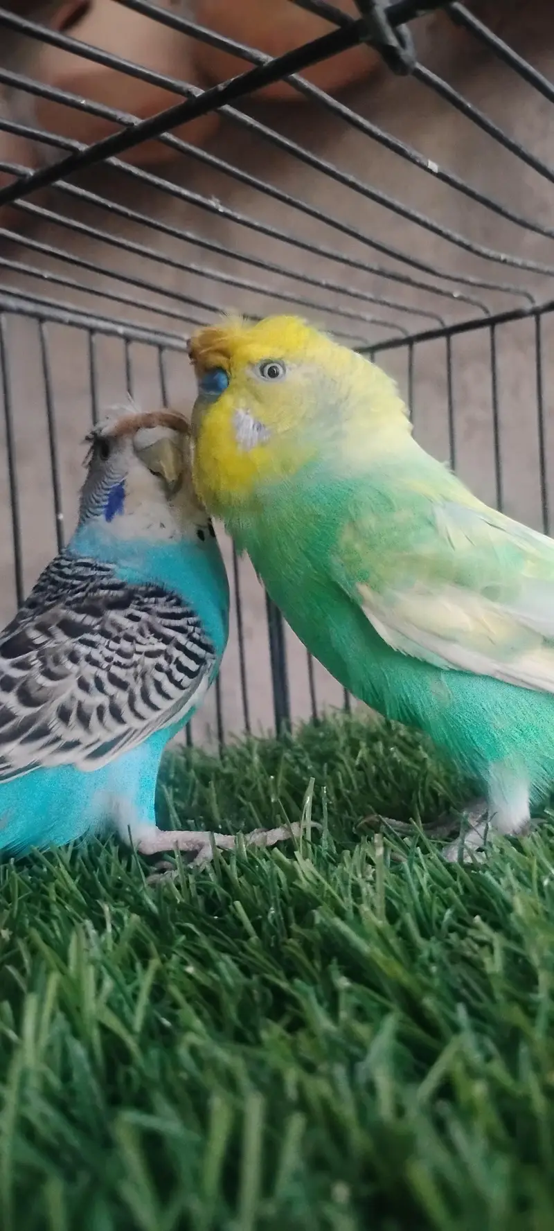rainbow budgie. and  finches