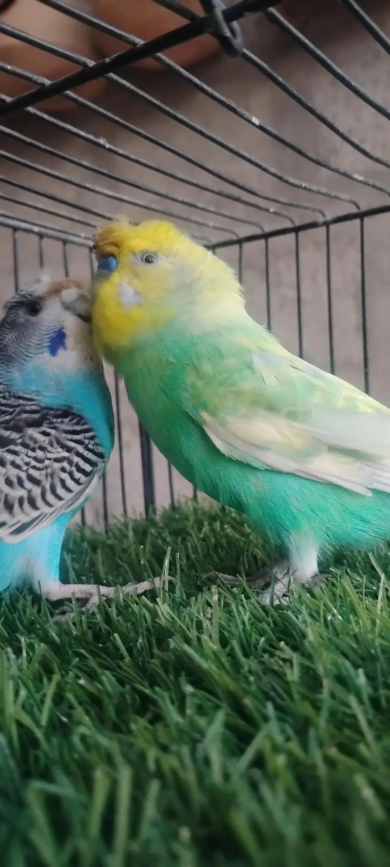 rainbow budgie. and  finches — photo 2