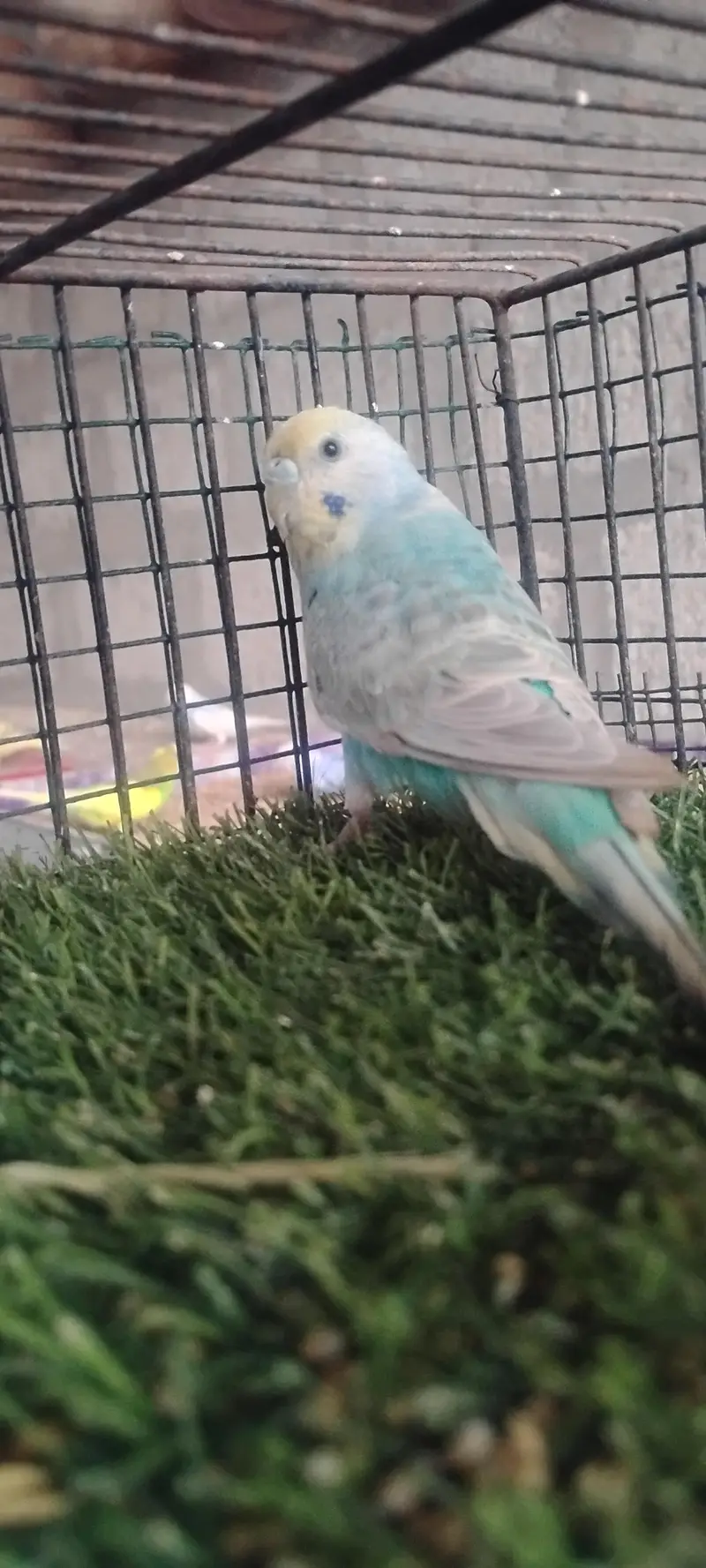 rainbow budgie. and  finches — photo 3