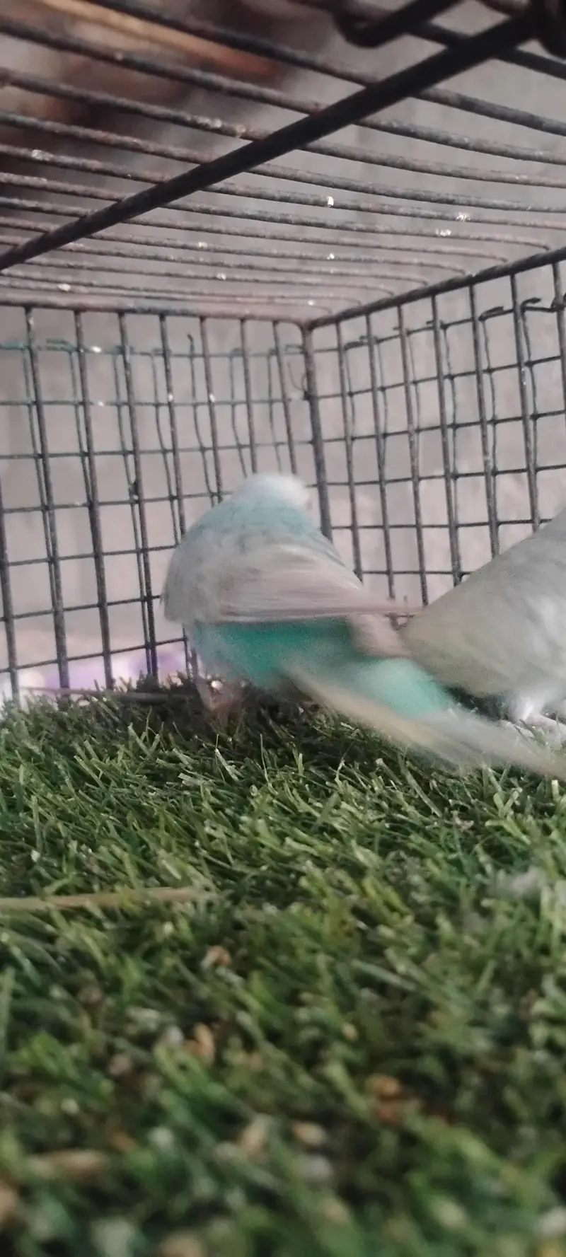 rainbow budgie. and  finches — photo 4