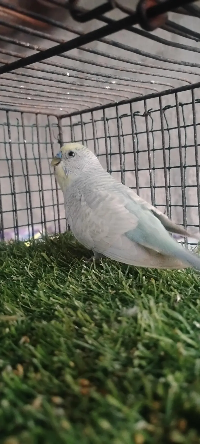 rainbow budgie. and  finches — photo 5