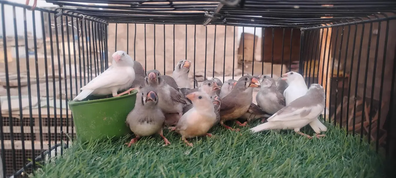 rainbow budgie. and  finches — photo 6