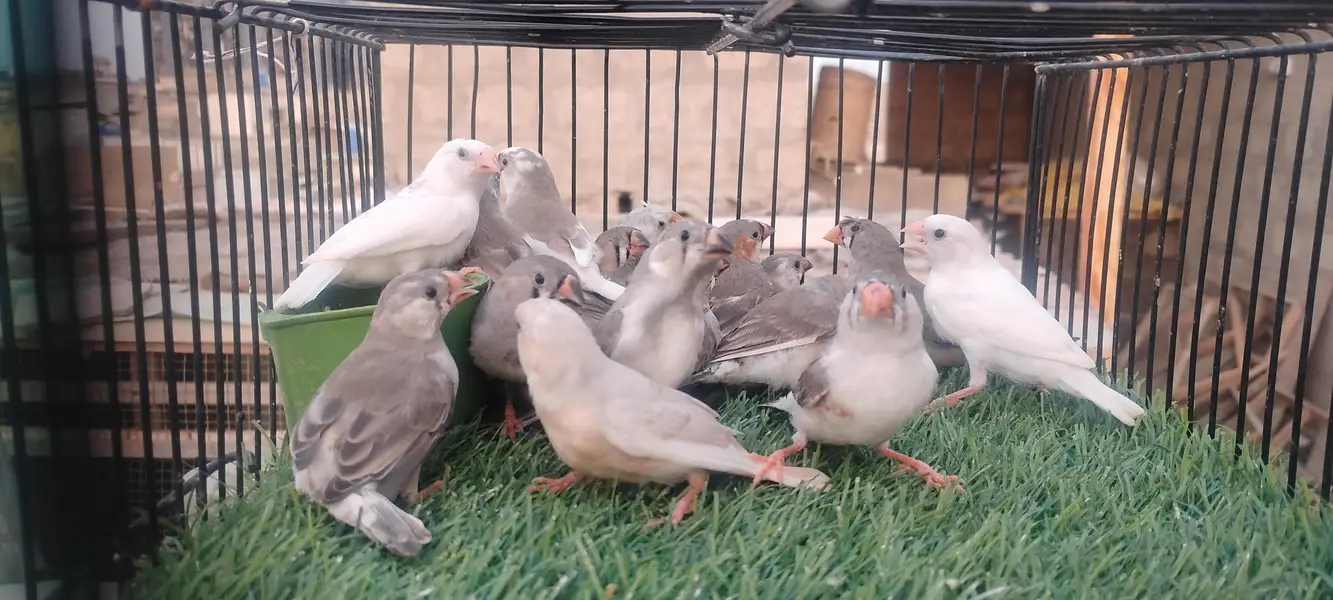 rainbow budgie. and  finches — photo 7