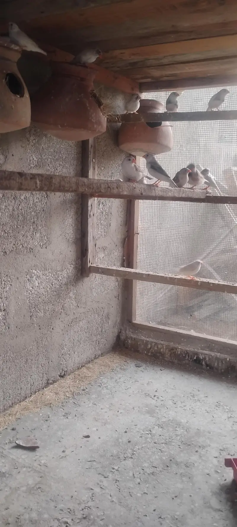 rainbow budgie. and  finches — photo 10