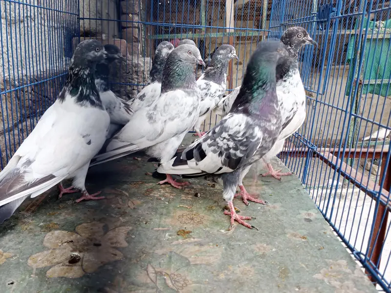 Pigeons For Sale