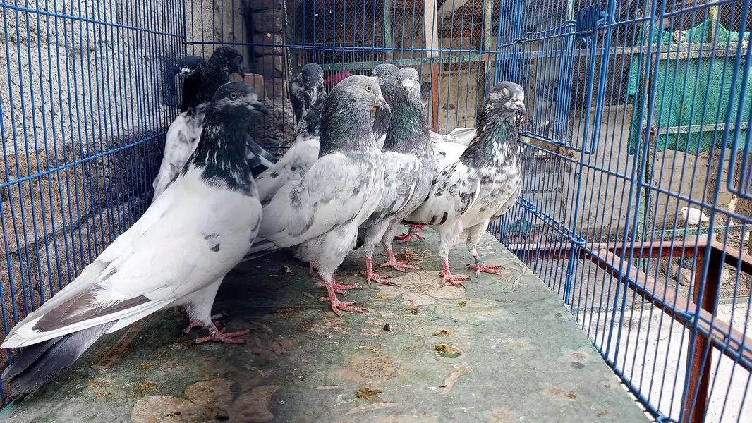 Pigeons For Sale — photo 2