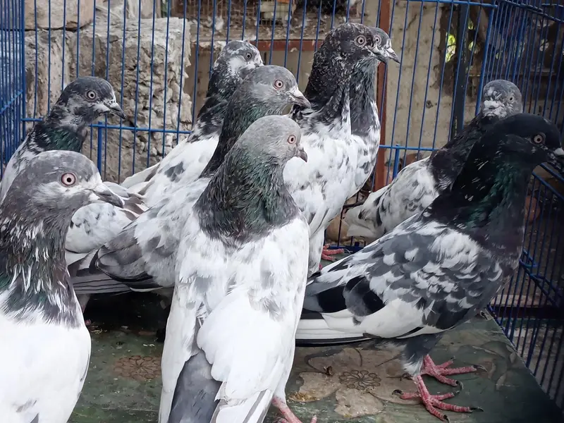 Pigeons For Sale — photo 3