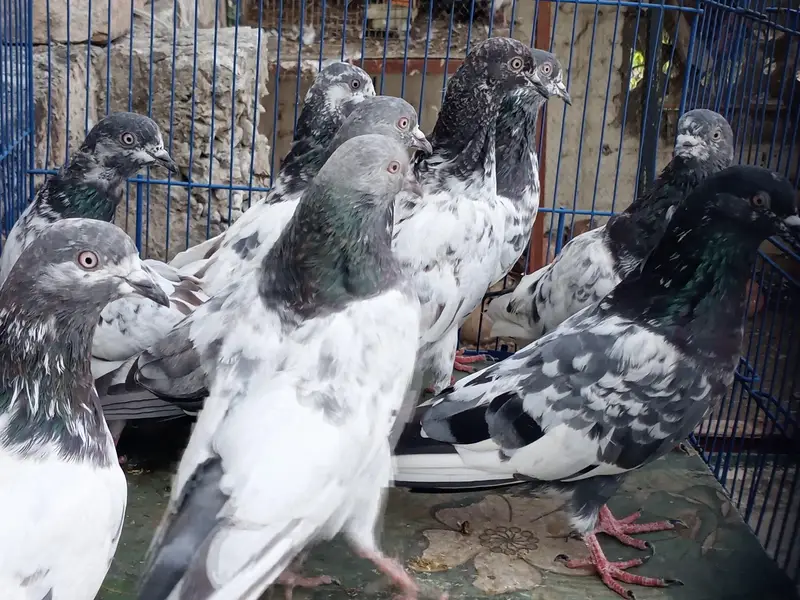 Pigeons For Sale — photo 4