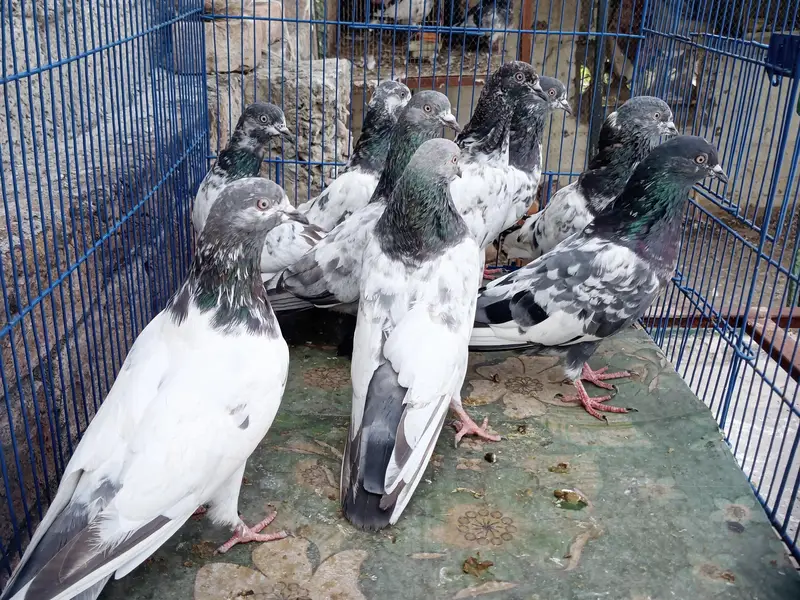 Pigeons For Sale — photo 5