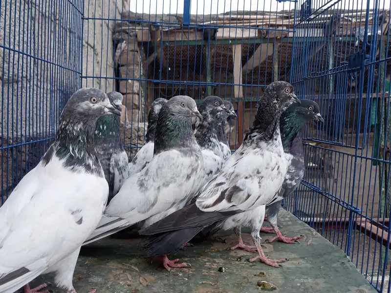 Pigeons For Sale — photo 6