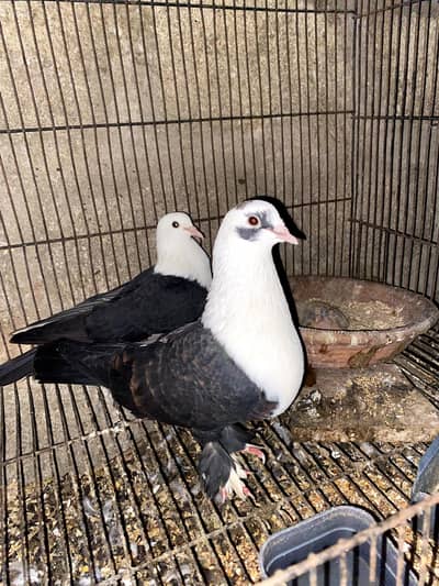 Karbalai breeder pair