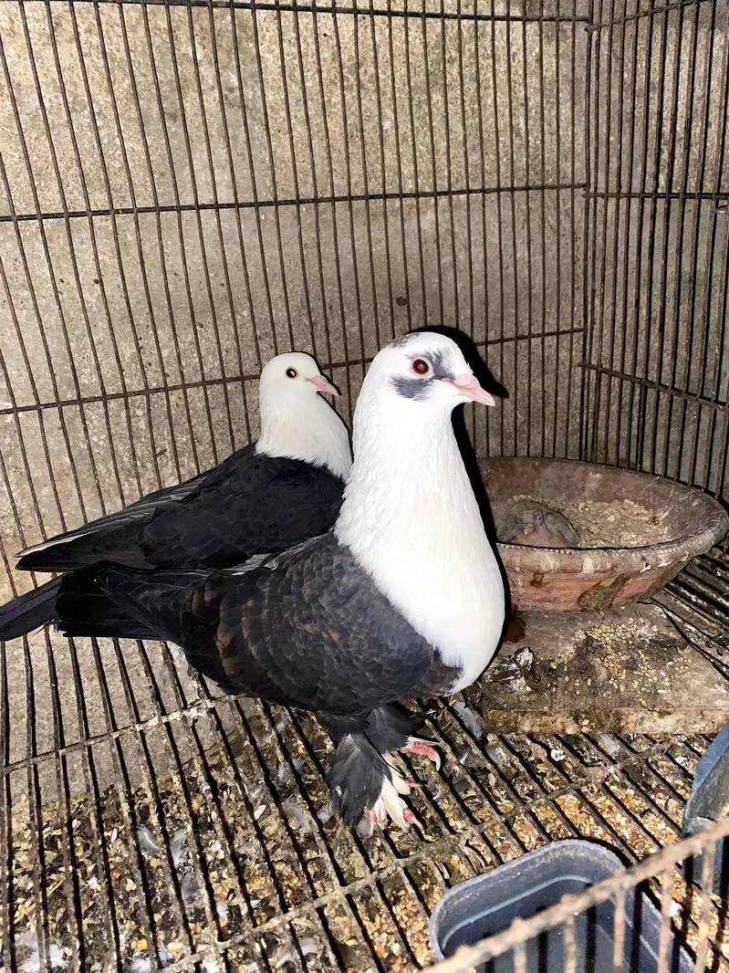 Karbalai breeder pair