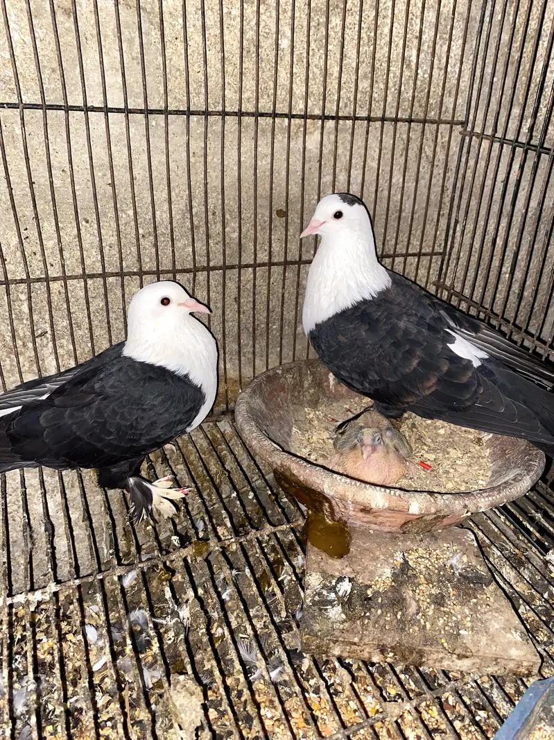 Karbalai breeder pair — photo 2