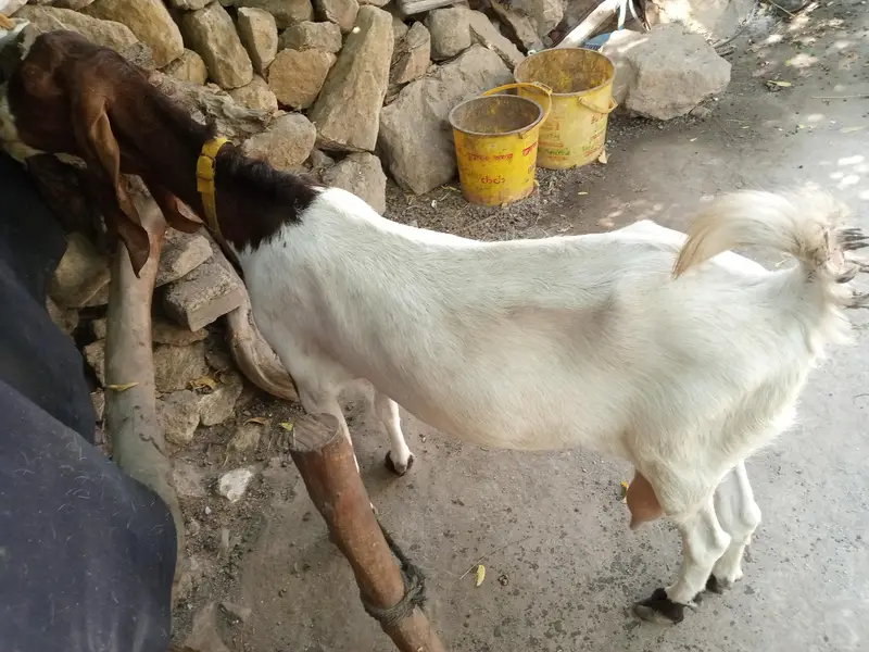 navabshah — photo 2