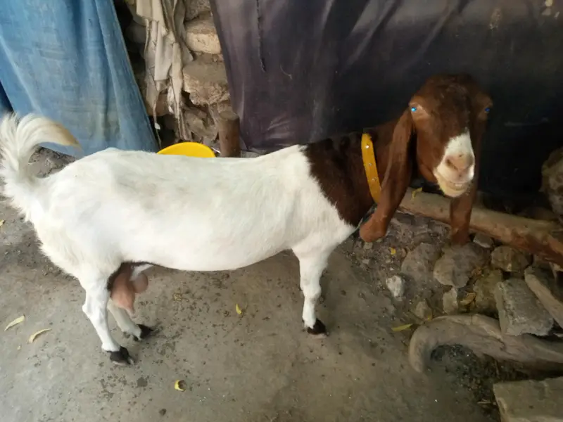 navabshah — photo 8