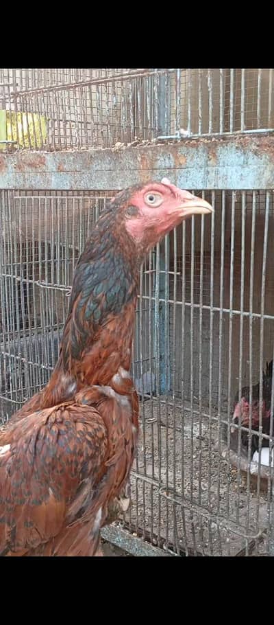 aseel female for sale