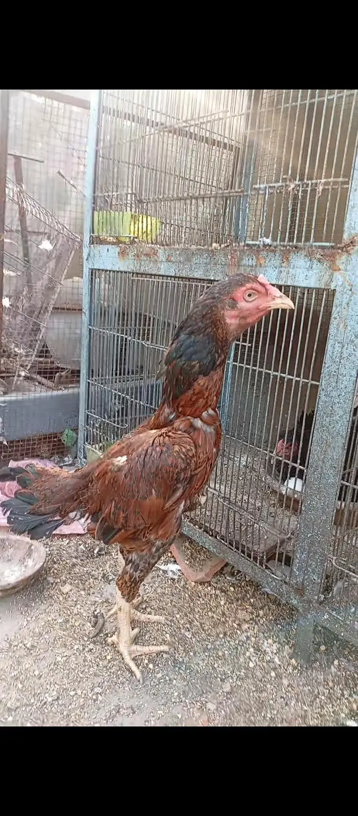 aseel female for sale — photo 2