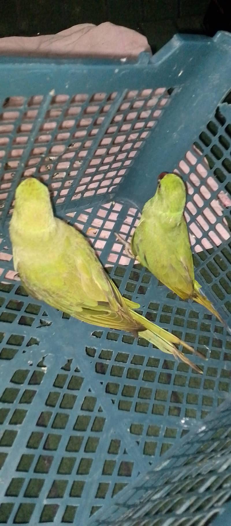 Ring neck parrot 1