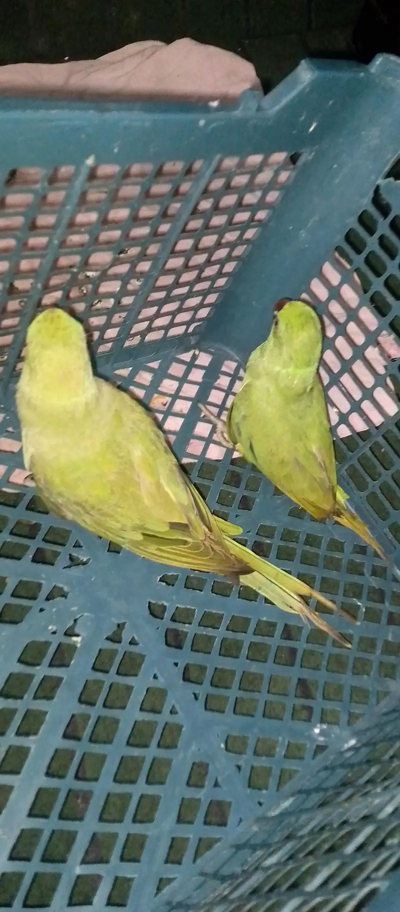 Ring neck parrot — photo 2