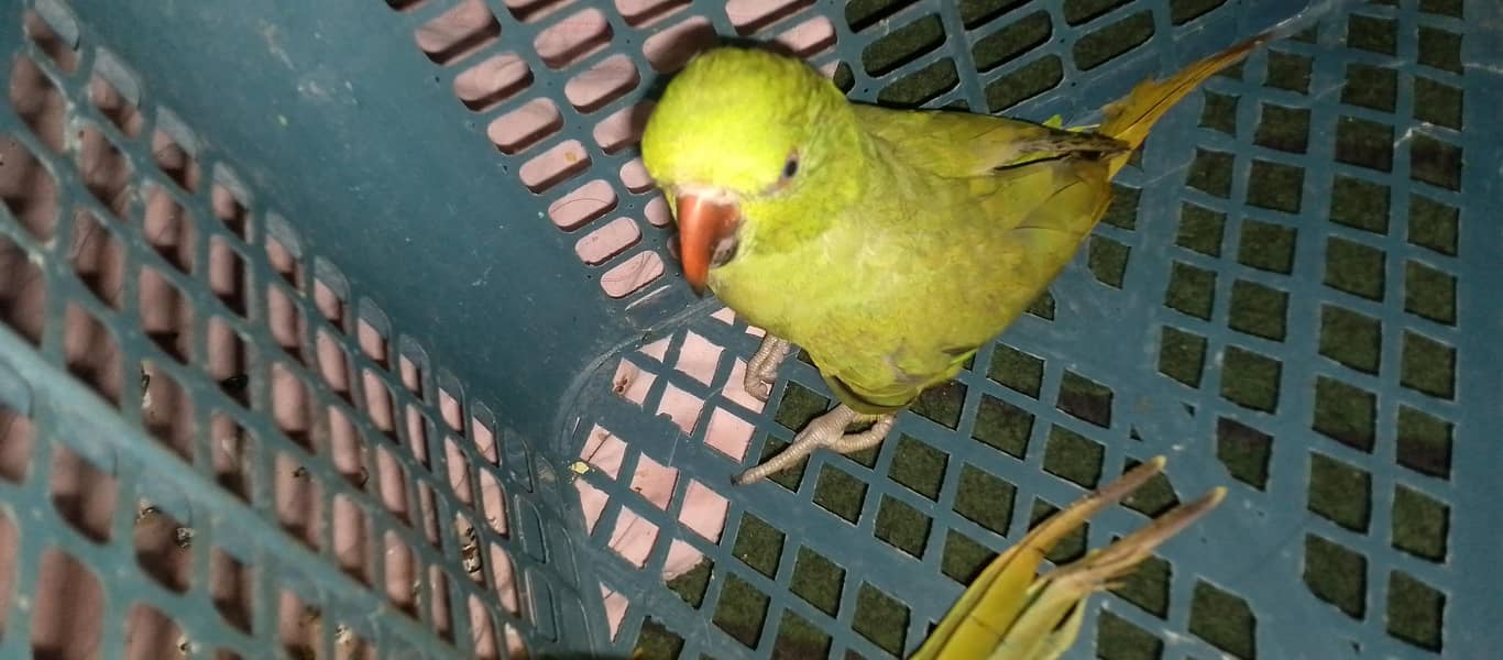 Ring neck parrot 2