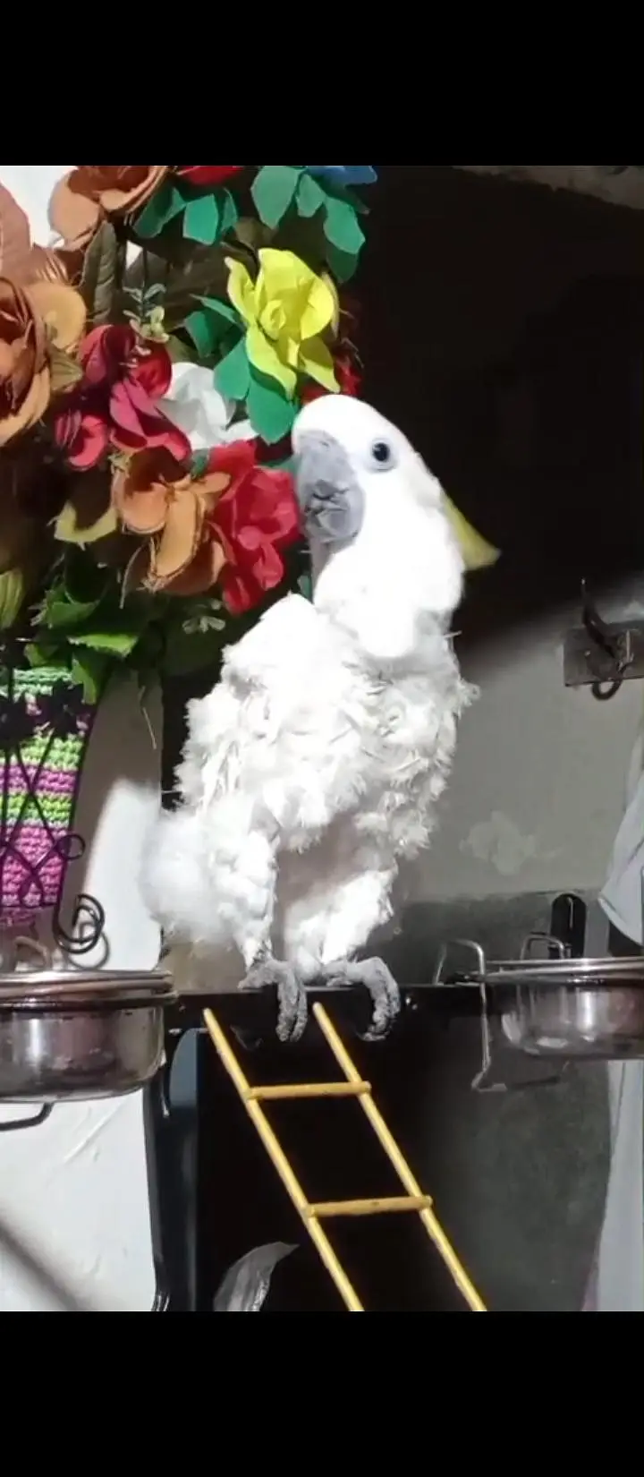 Cockatoo