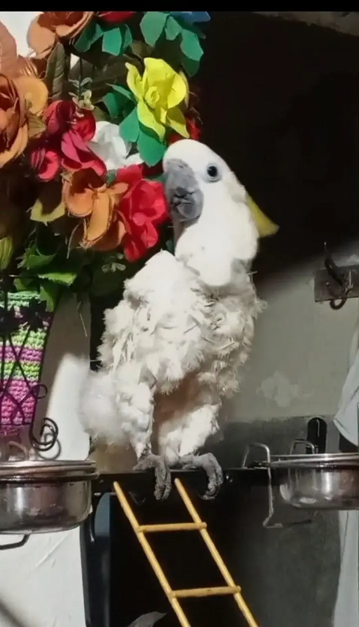 Cockatoo — photo 2