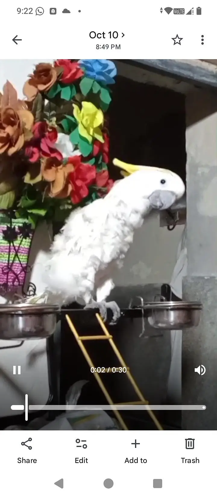 Cockatoo — photo 3