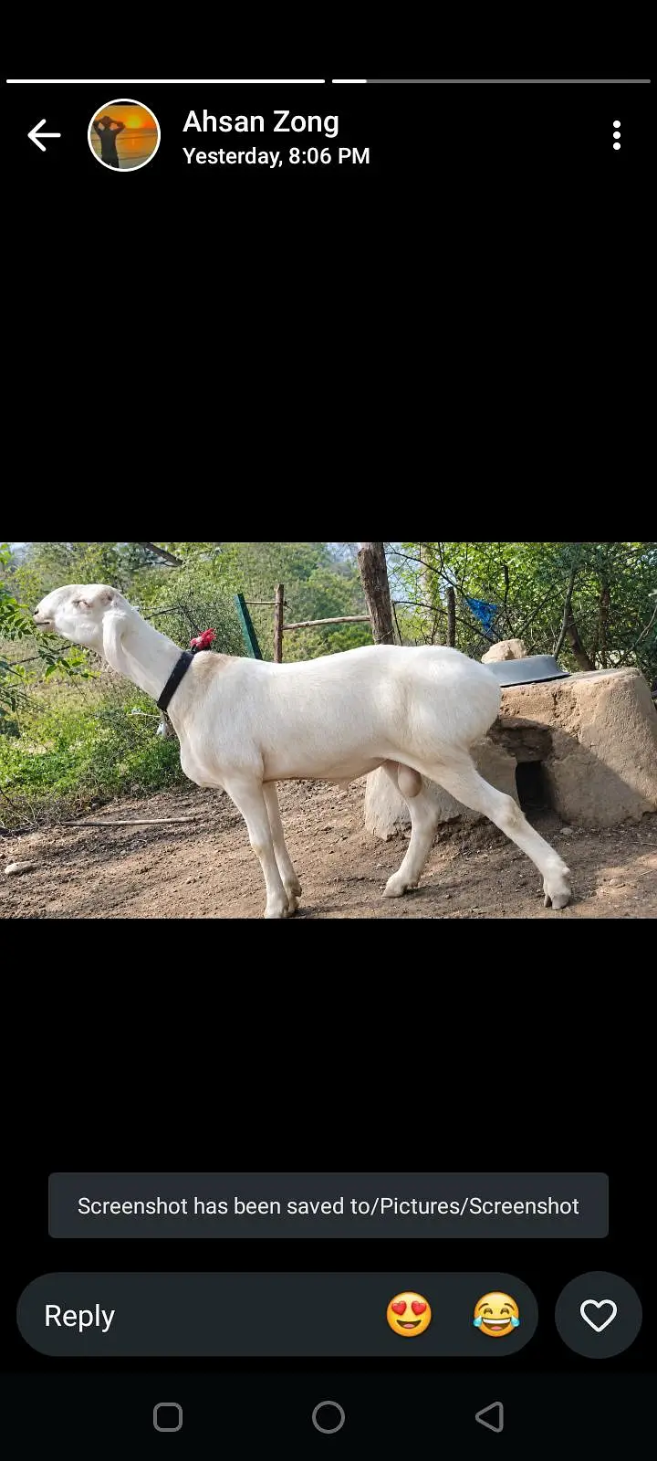 تلا گنگی نسل کا ایک دنبہ فار سیل ہے کیا کروں — photo 2