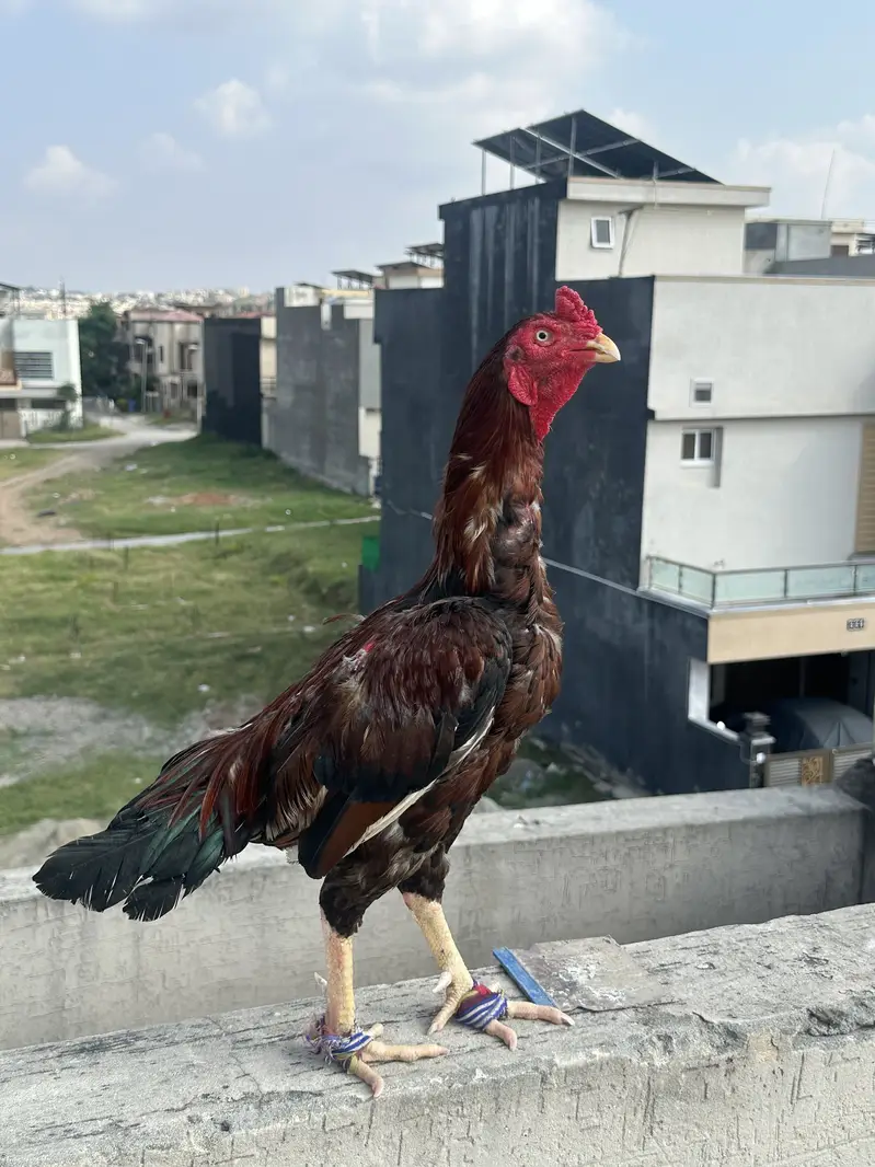 PURE AMROHA — photo 3
