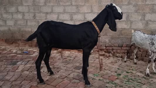 Beetal Bakri for sale