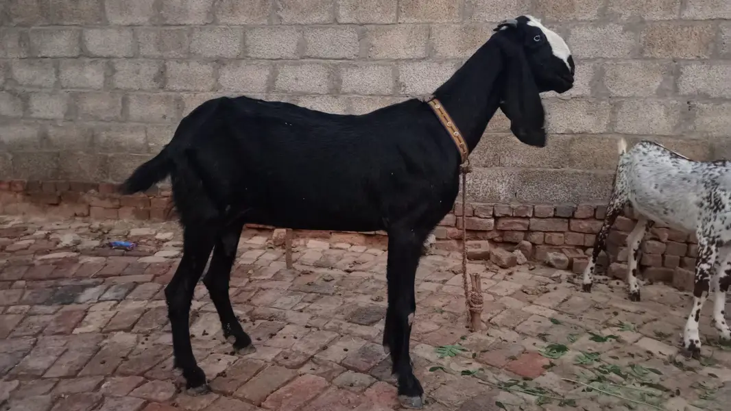 Beetal Bakri for sale