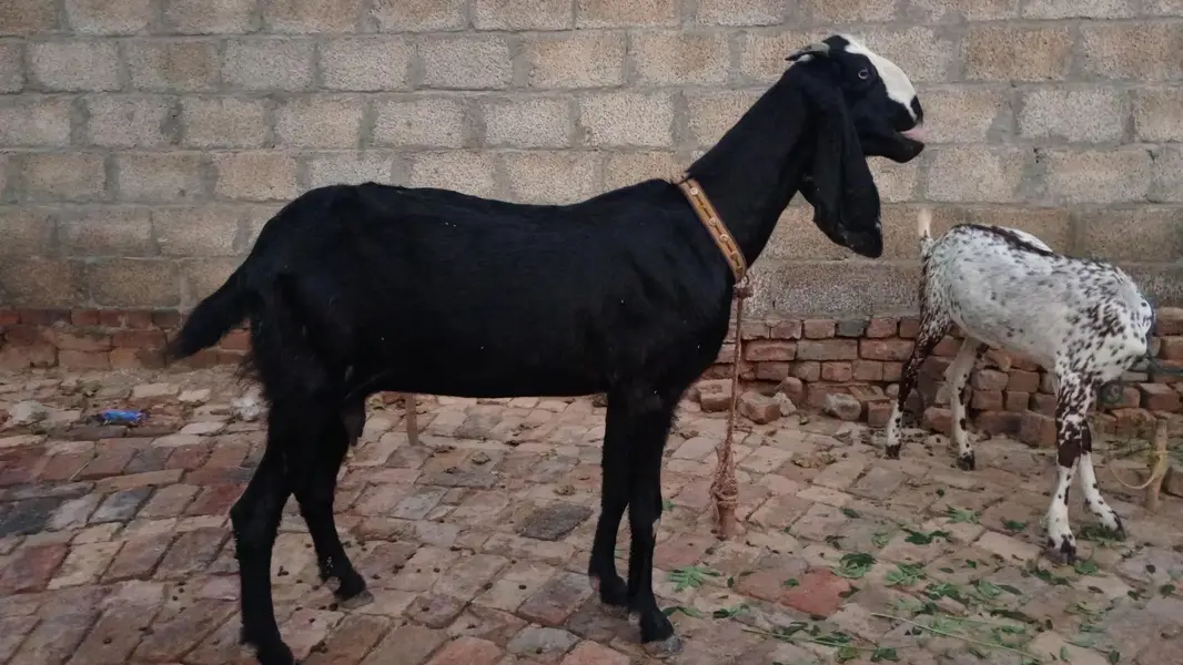 Beetal Bakri for sale — photo 2