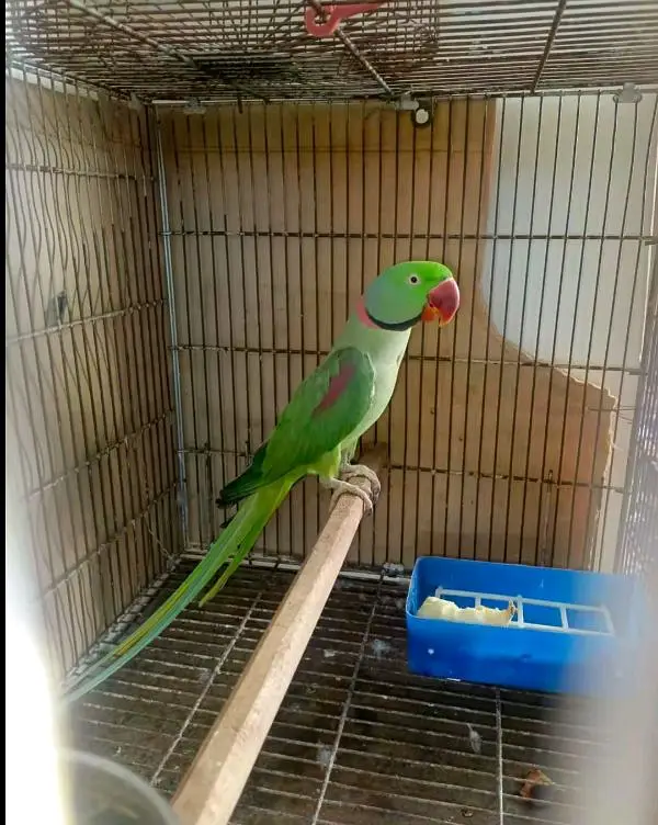 kasmri raw parrot for sale 2 years Age