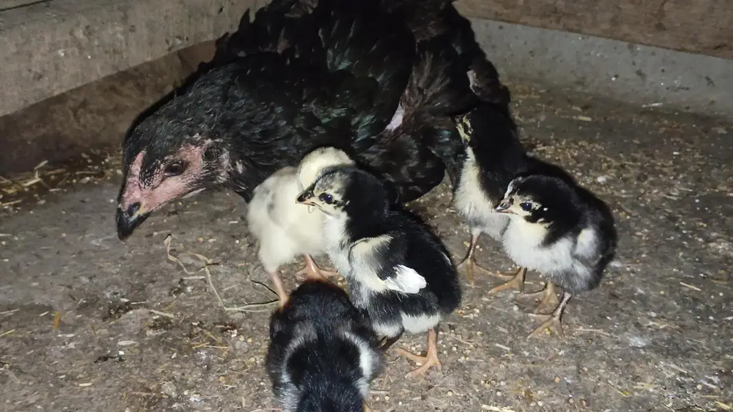 health and Active Thai Chicks/ Thai Chicks/ Thai Chozay/ Thai breed — photo 2