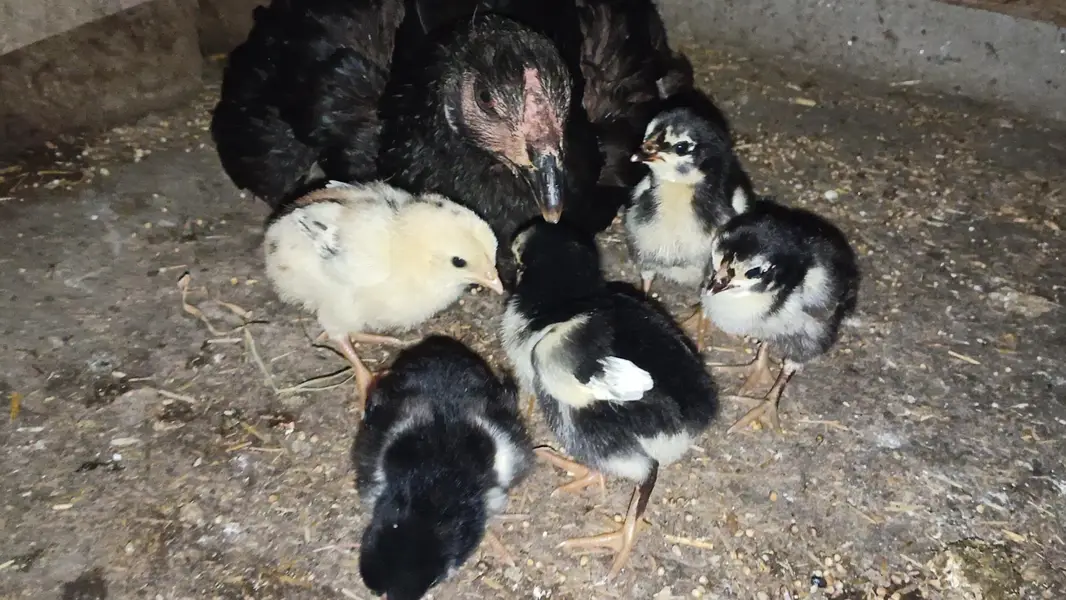 health and Active Thai Chicks/ Thai Chicks/ Thai Chozay/ Thai breed — photo 3