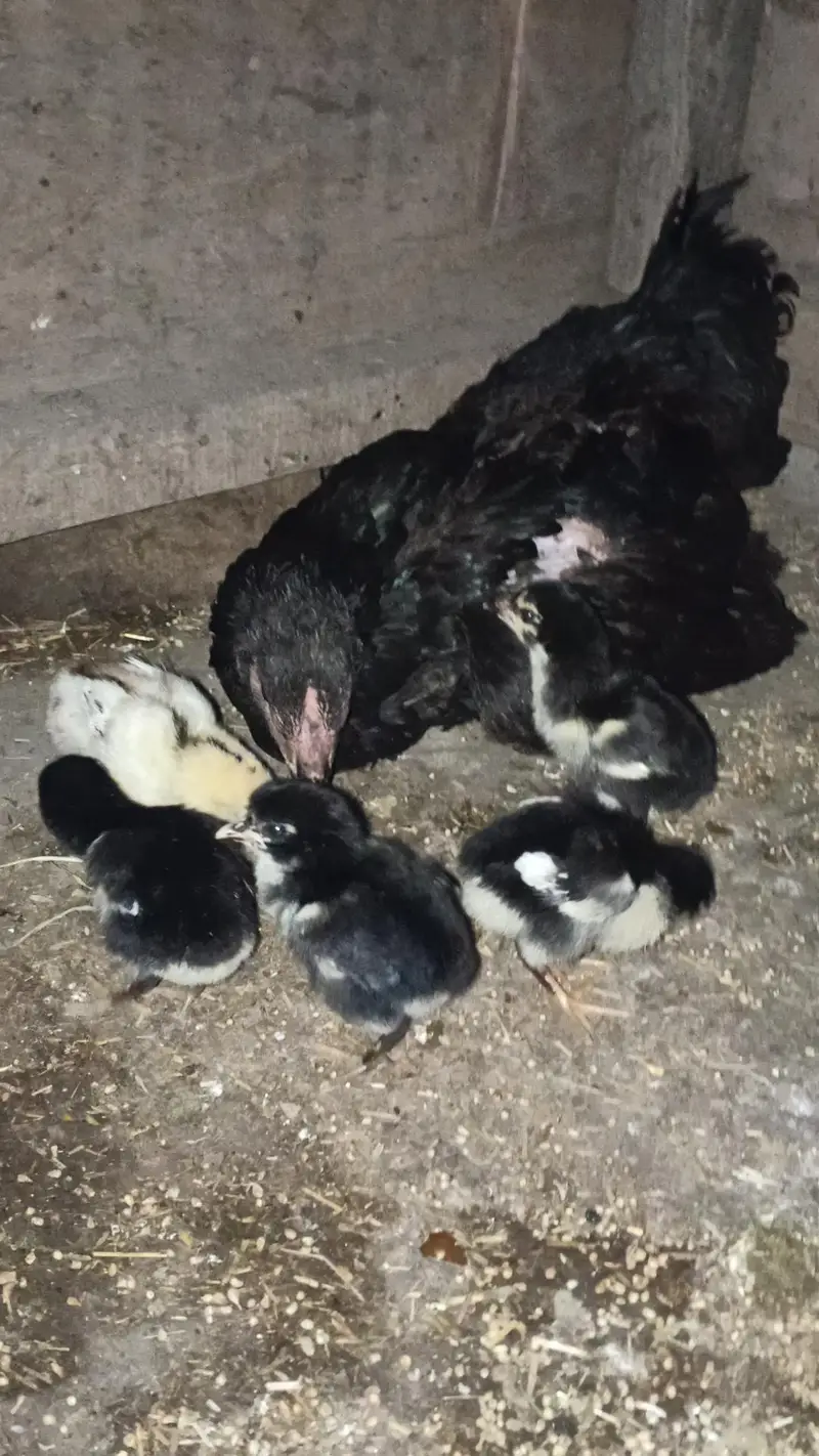 health and Active Thai Chicks/ Thai Chicks/ Thai Chozay/ Thai breed — photo 4