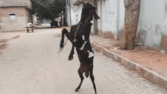 Breeder Bakra Available on Sale