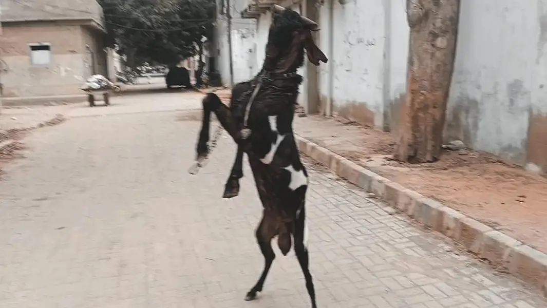 Breeder Bakra Available on Sale