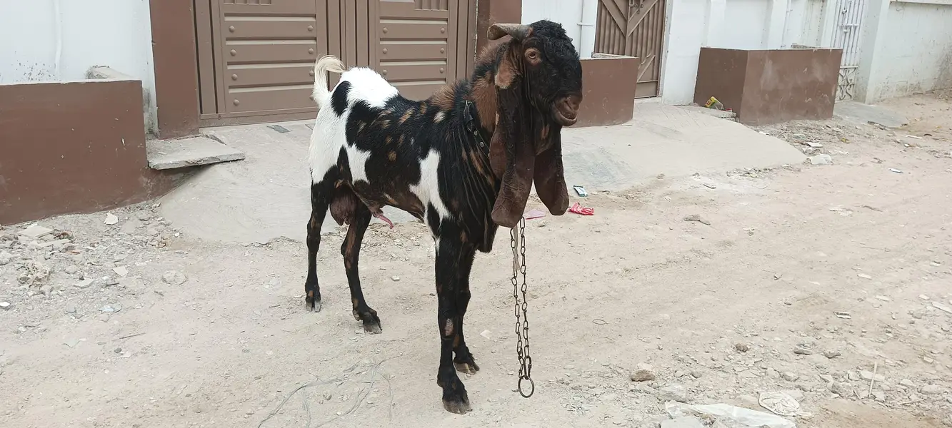Breeder Bakra Available on Sale — photo 2