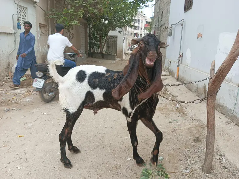 Breeder Bakra Available on Sale — photo 3