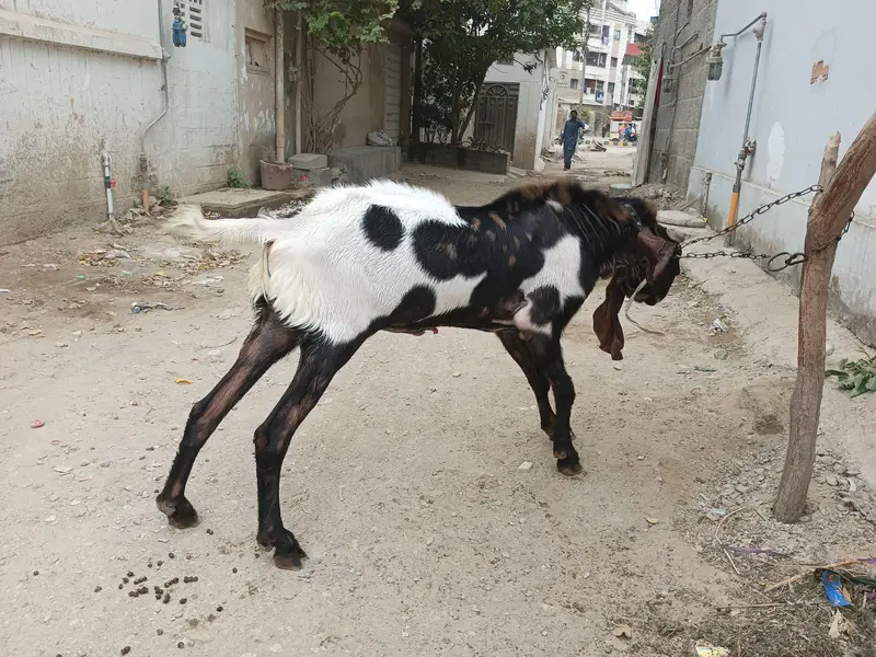 Breeder Bakra Available on Sale — photo 4