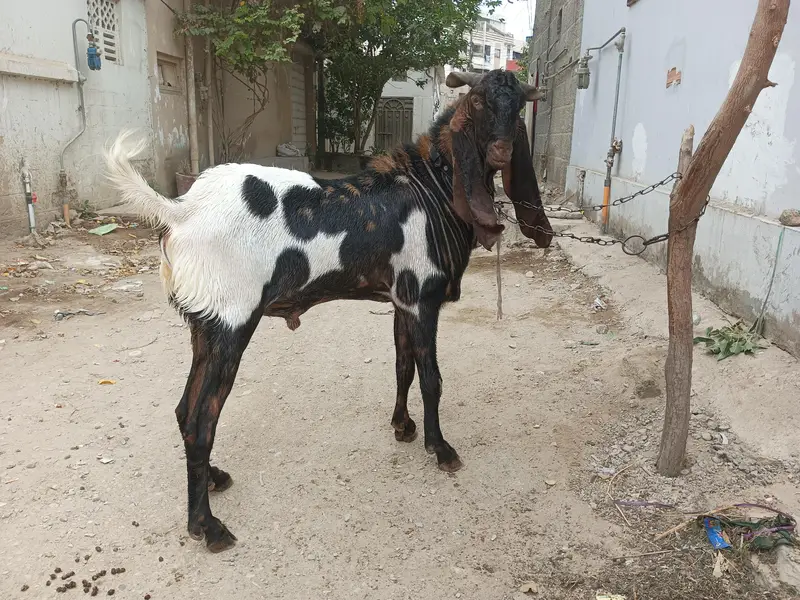 Breeder Bakra Available on Sale — photo 5