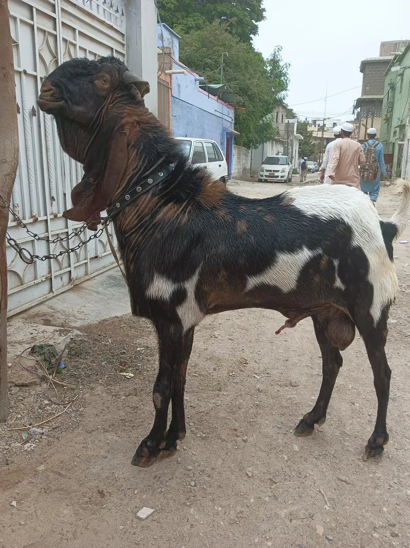 Breeder Bakra Available on Sale — photo 6