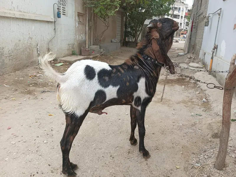 Breeder Bakra Available on Sale — photo 7